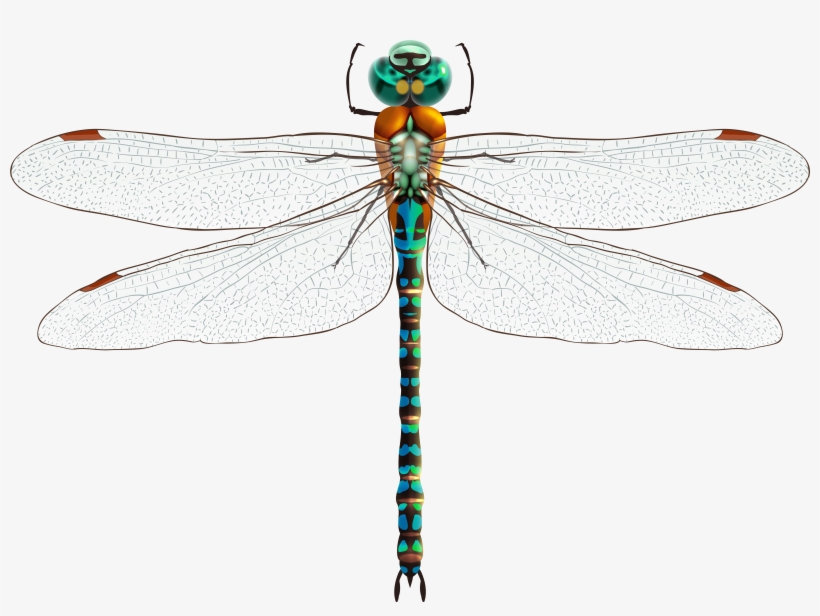 Dragonfly Png Clip Art - Dragonfly Png, transparent png