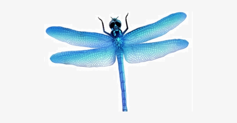 Dragonfly Png Picture - Dragonfly Png, transparent png