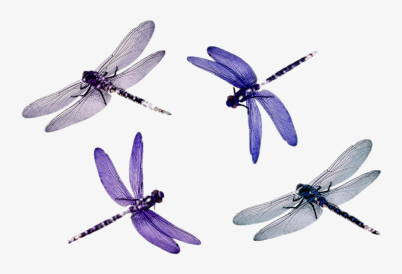 Dragonfly, transparent png