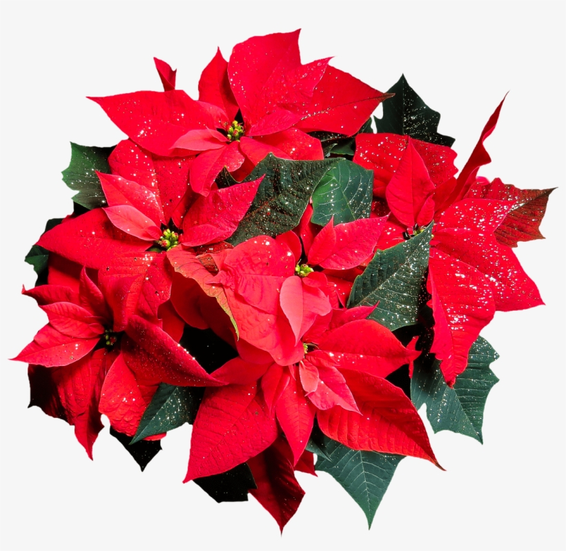 Download - Poinsettia Flower Transparent Background, transparent png