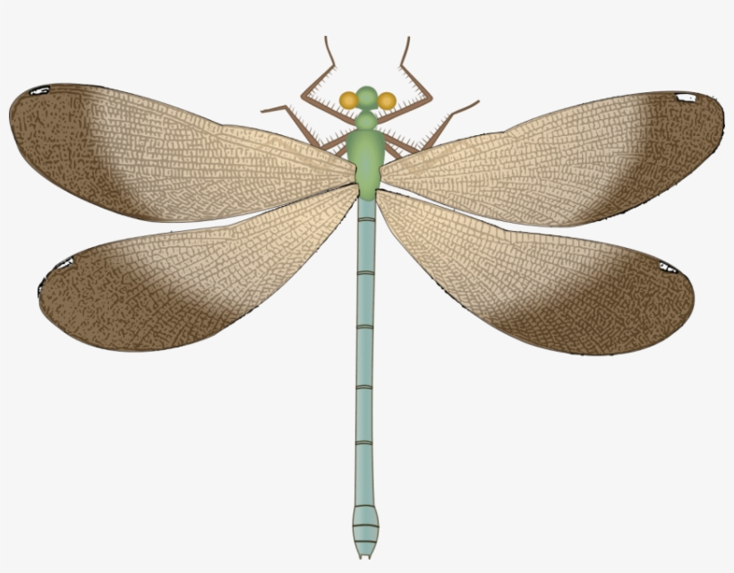 Free Png Dragonfly Png Images Transparent - Dragonfly, transparent png
