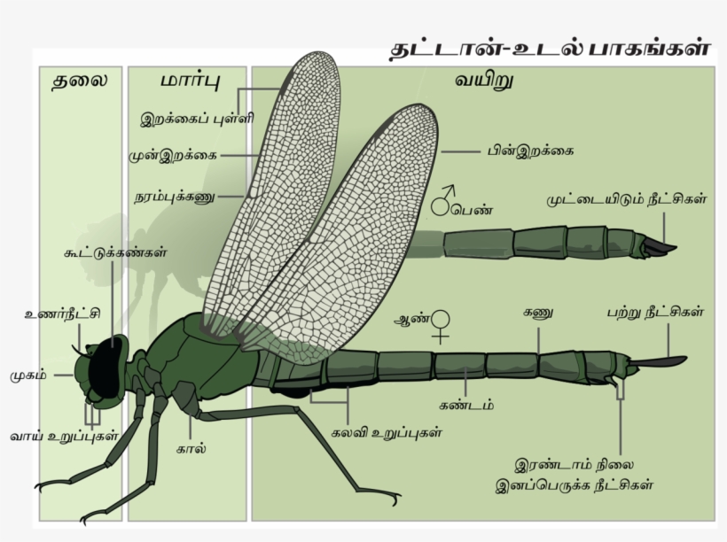 Dragonfly Anatomy Tamil- Final - Dragonfly, transparent png