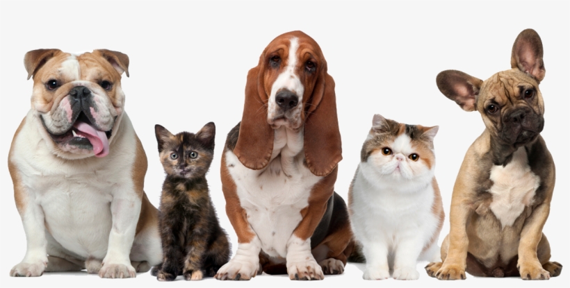Dogs & Cats - Pets Cats And Dogs, transparent png