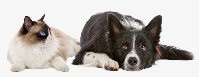 Benefits To Animals - Introduction To Animal Nutrition, transparent png