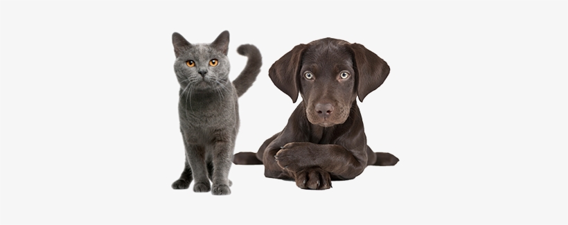 We Are Delighted To Announce That We Pledged Over £19000 - Gray Cat Breed Names, transparent png