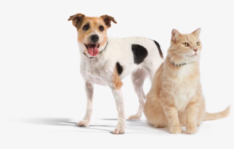 We're Here For You - Robenacoxib, transparent png