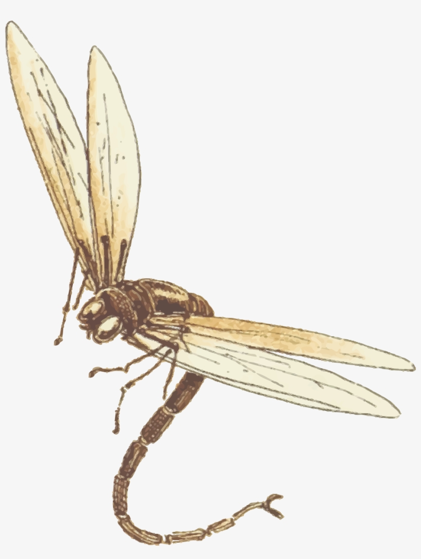 Dragonfly Download Png Image - Clip Art, transparent png