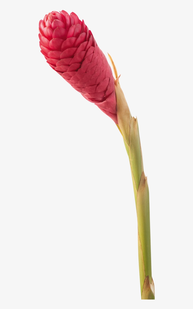 Jungle King - Make Tropical Flower Arrangements, transparent png