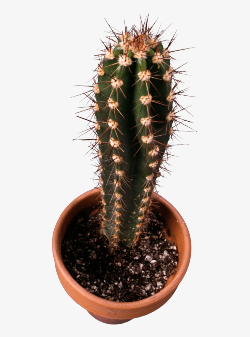 Free Png Classic Cactus Topview Png Images Transparent - Cactus, transparent png