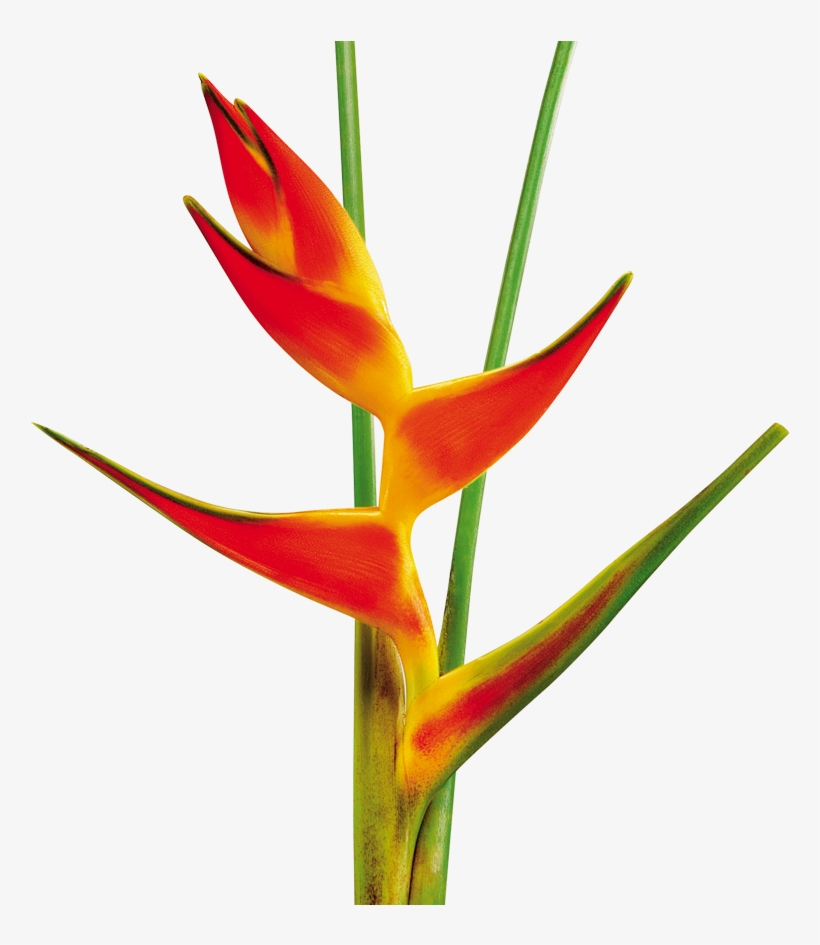 2 Sep - Heliconias Png, transparent png