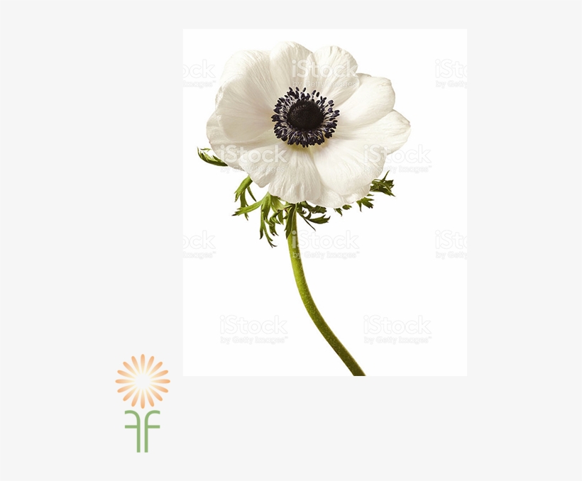 Anemone - Flower, transparent png