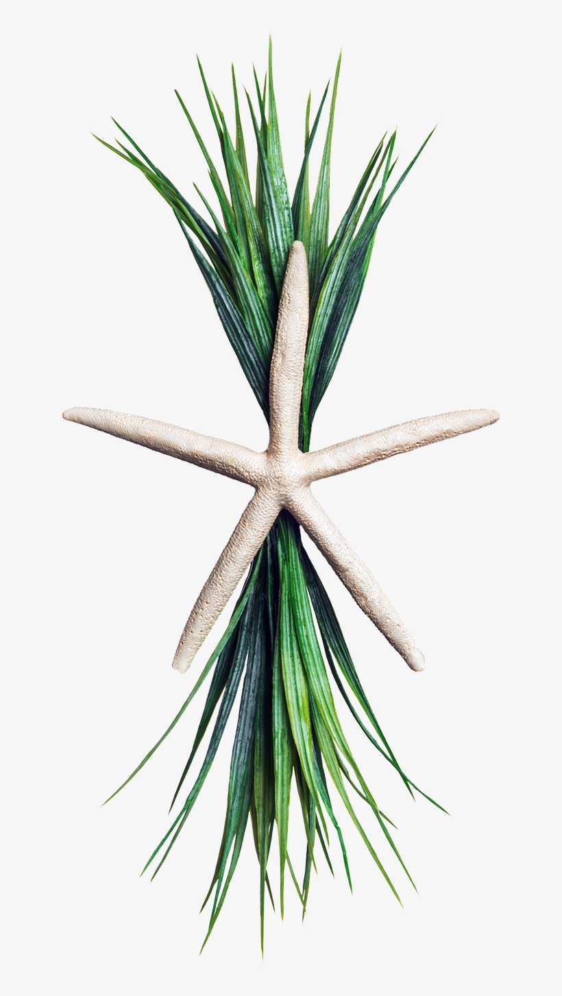 The Flat Starfish With Greens, transparent png