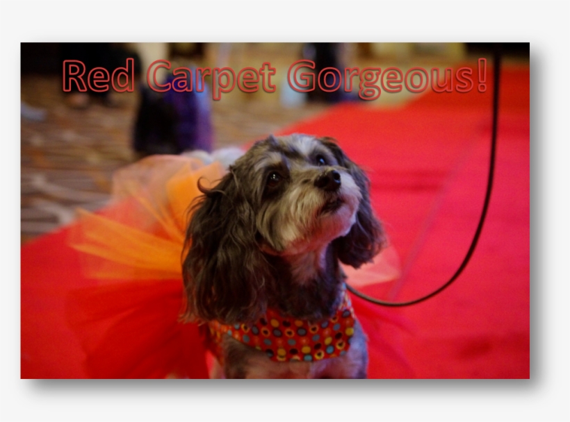 Red Carpet Gorgeous - Companion Dog, transparent png