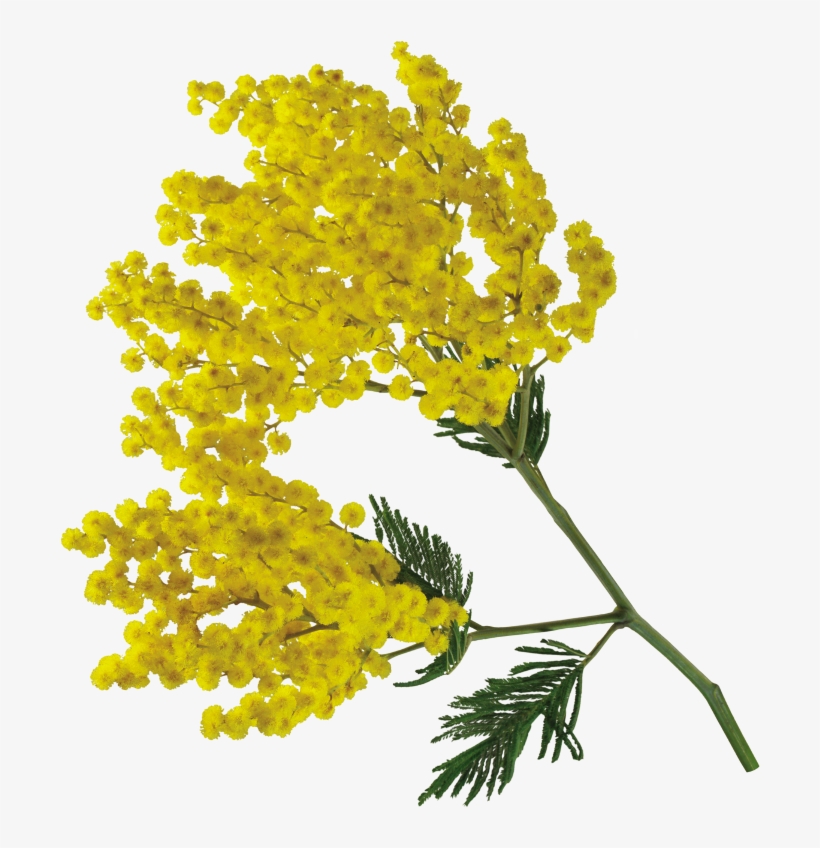 Publicat De Eu Ciresica La - Acacia Flower Png, transparent png