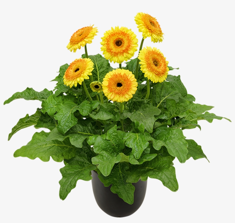 High Resolution Image, Download File - Barberton Daisy, transparent png
