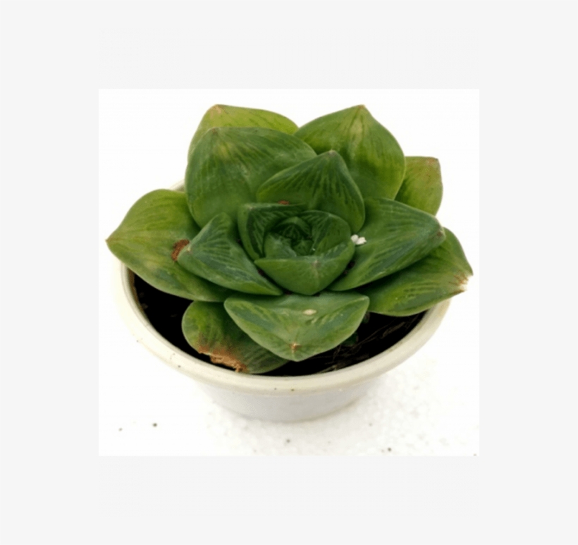 Haworthia Cuspidata Catevala Cuspidata Succulent - Cuspidata Succulent, transparent png