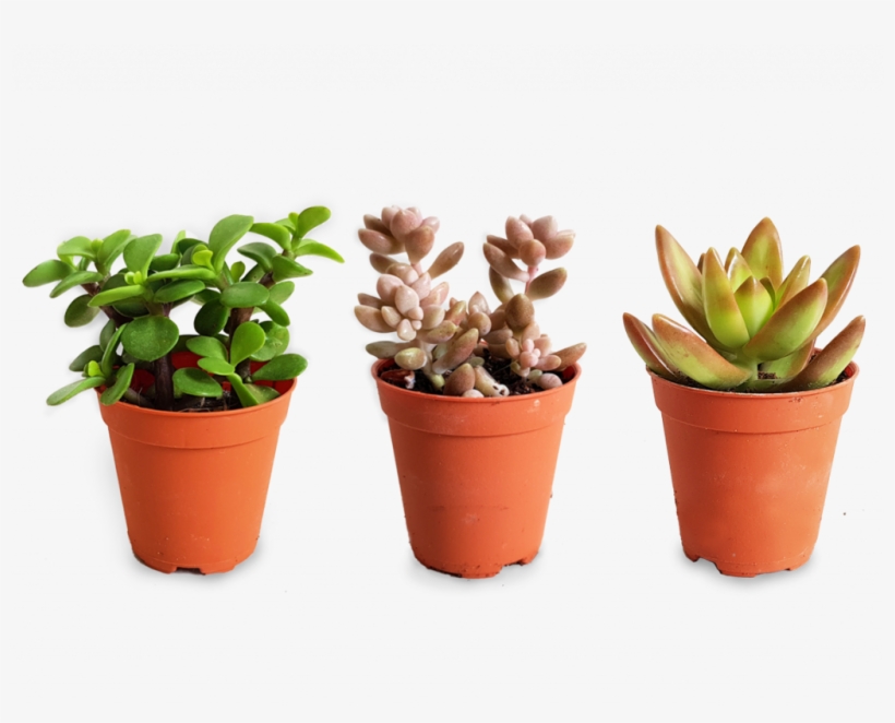 Plant Care Guide The - Succulent Plant, transparent png