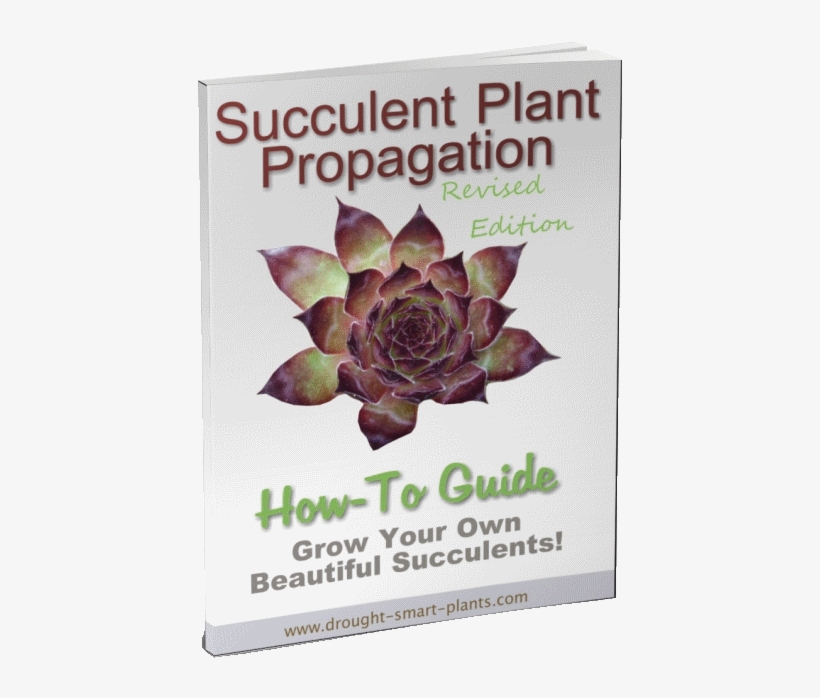 Learn All You Can About Making More Plants - Succulent Plant, transparent png