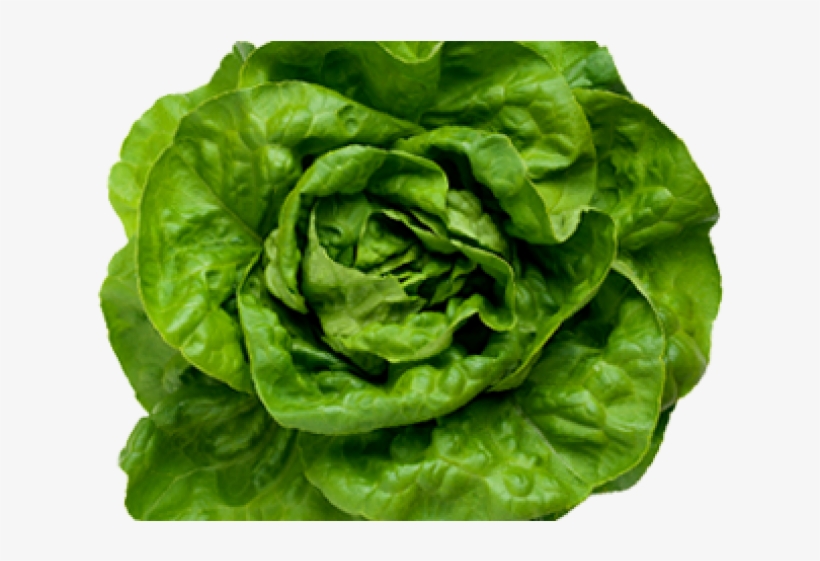Lettuce Clipart Sad - Fejessaláta, transparent png