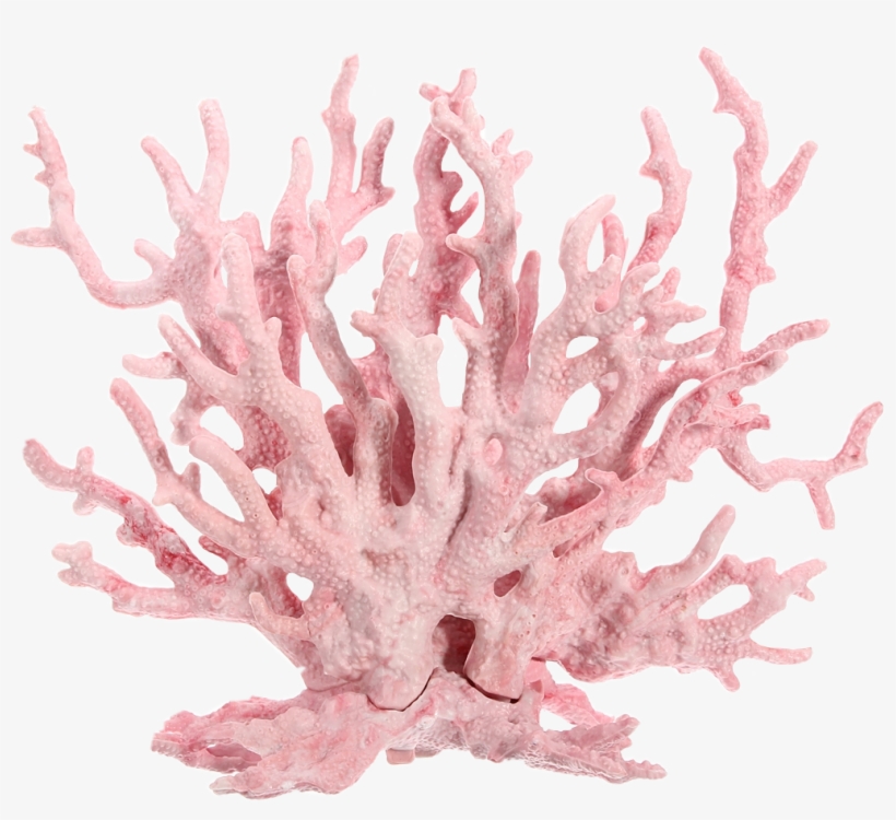 Dont Claim As Yours Pink Coralsea Coral Corals Pastel - Artificial Light Pink Plastic Coral Plant Ornament, transparent png
