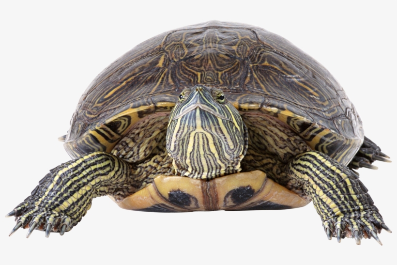 Turtle Png, Download Png Image With Transparent Background, - Brazil Turtle Transparent Background, transparent png