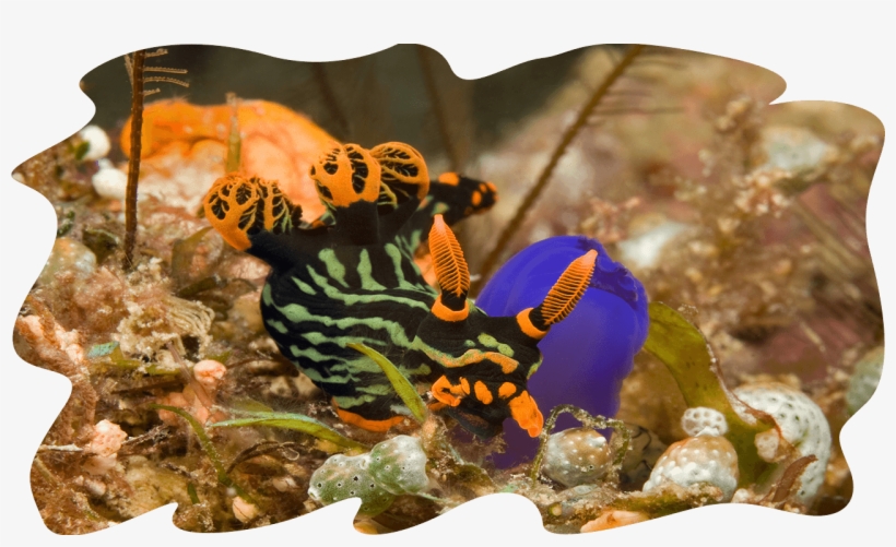 Compared To The 30 Metres Visibility, The Breath-taking - Sipadan, transparent png