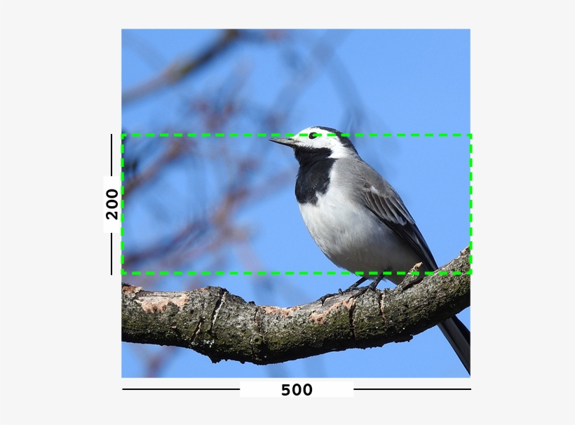 Example Of Min Filter On An Image - Old World Flycatcher, transparent png
