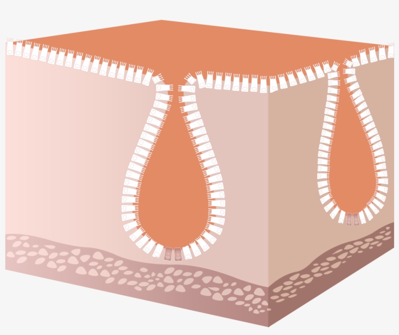 Stem Cells - Table, transparent png