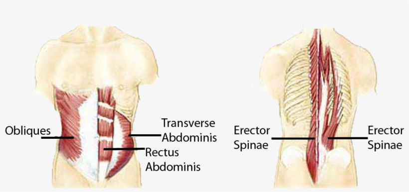 Anatomical Muscle Psrinting Png Banner Freeuse - Stabilizer Muscles, transparent png