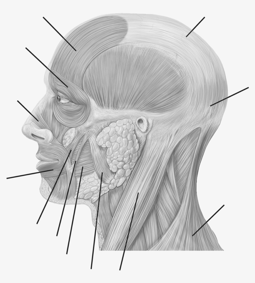 Facial Muscles - - Posterior Auricular Artery Model, transparent png