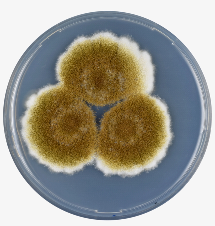 Aspergillus Tamarii Cya - Aspergillus Tamarii, transparent png