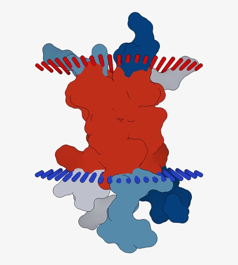 Transmembrane Flat Surface Display Opm, transparent png