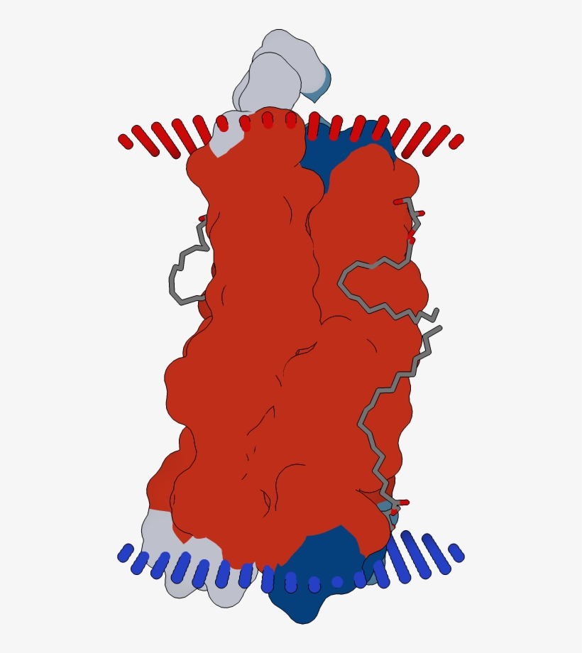 Transmembrane Flat Surface Display Opm - Illustration, transparent png