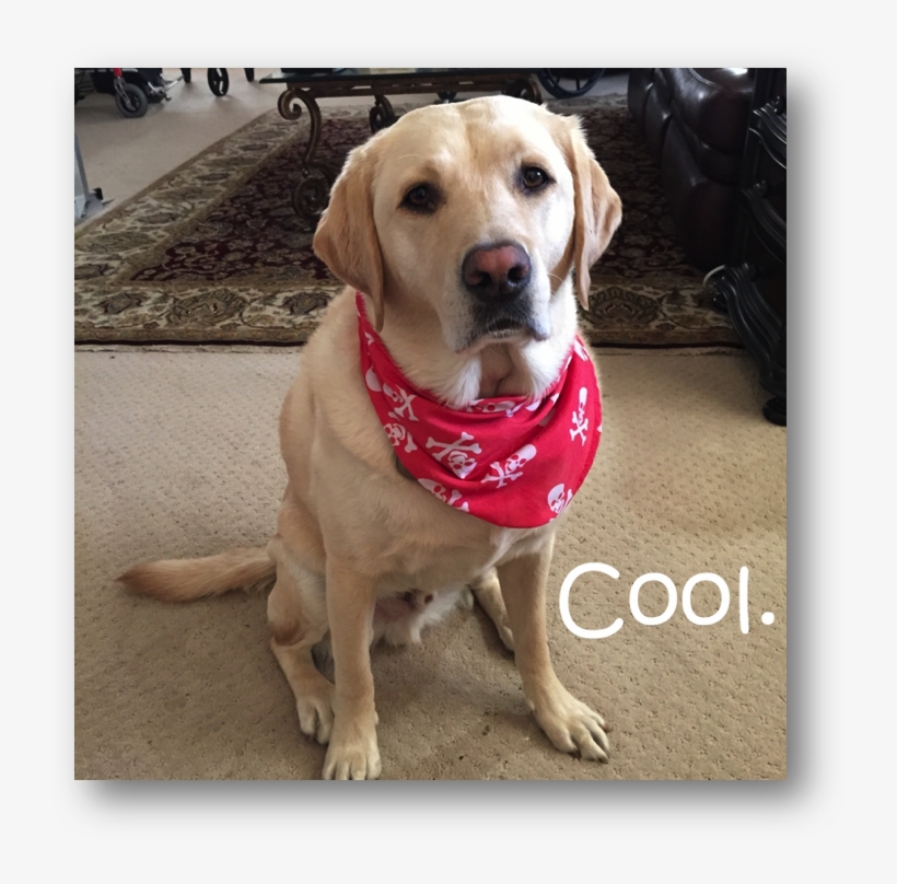 Image029 - Tas Laptop Wanita, transparent png