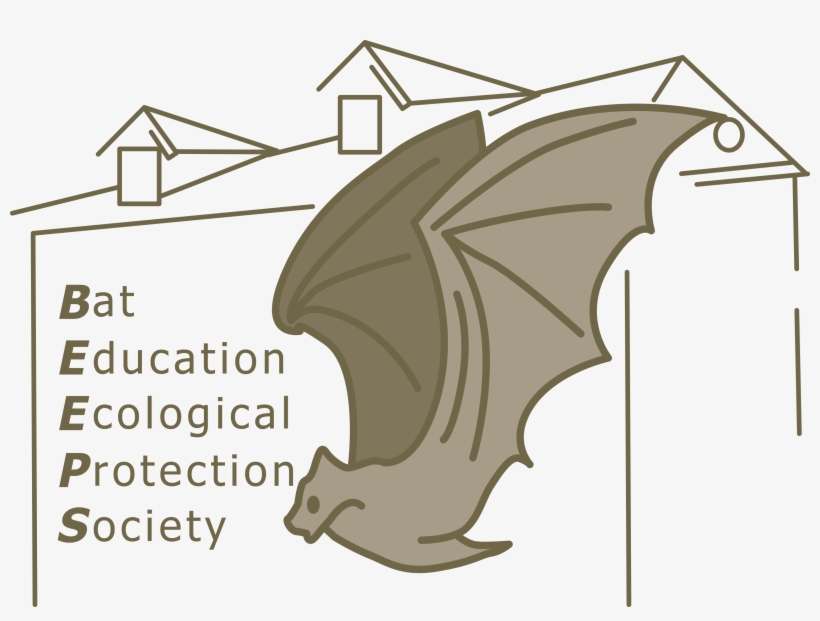 Bat, transparent png
