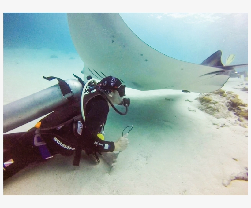 Dive Master Stephen Cunningham Of Dive Komodo With - Scuba Diving, transparent png