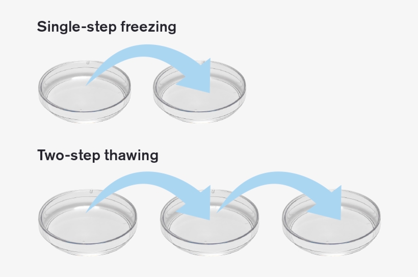 Most Importantly, Embryos Are Exposed To Less Stress - Circle, transparent png