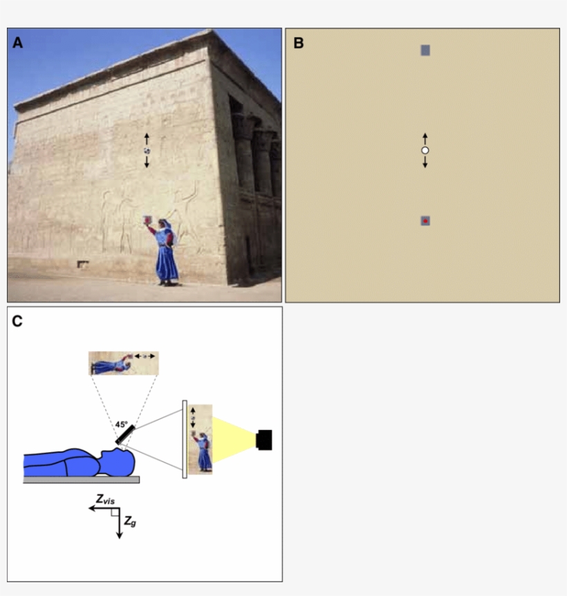 Schematic Representation Of Visual Stimuli - Facade, transparent png