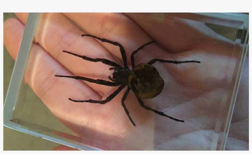 More Views - Ominous Deck (spider) By Diamond Jim Tyler, transparent png