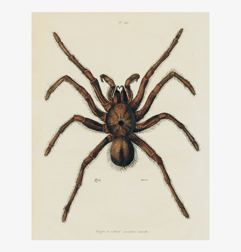 Gicléedruk: Tarantula, 1833-39, 61x41cm., transparent png