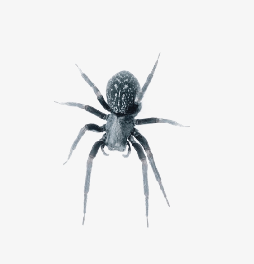 Black House Spiders Are Venomous But Are Not Considered - Black House Spider, transparent png