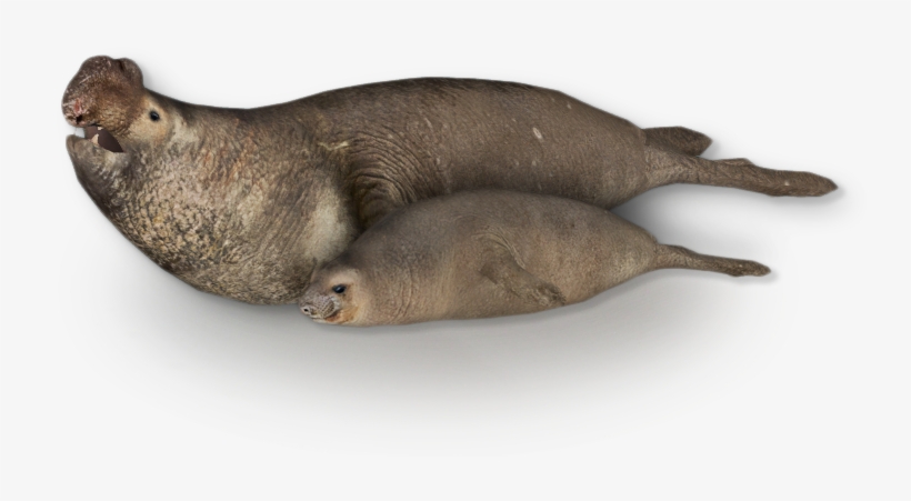 Southern Elephant Seal /version 2 - Southern Elephant Seal Png, transparent png