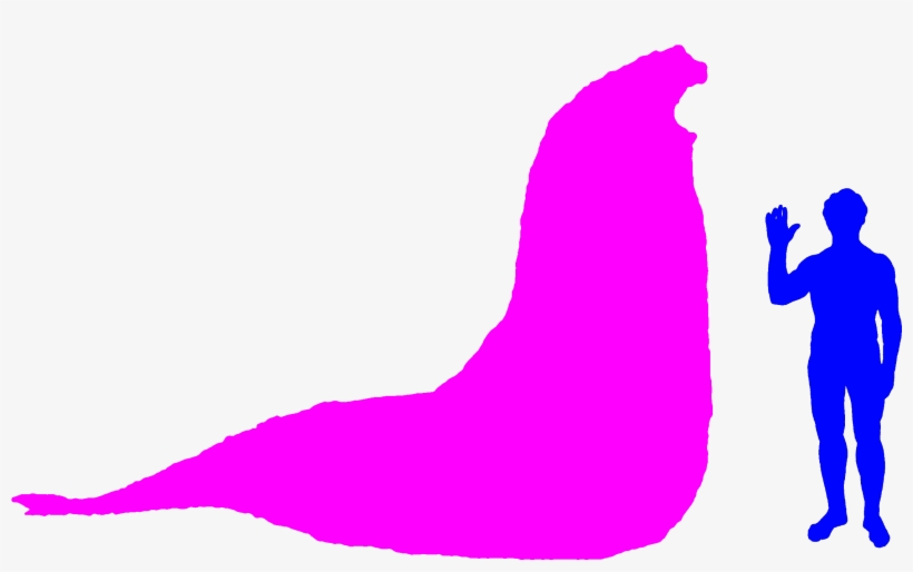 Southern Elephant Seal, transparent png