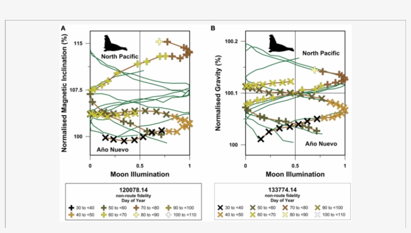 Site-normalized North Pacific Northern Elephant Seal - Elephant Seal, transparent png