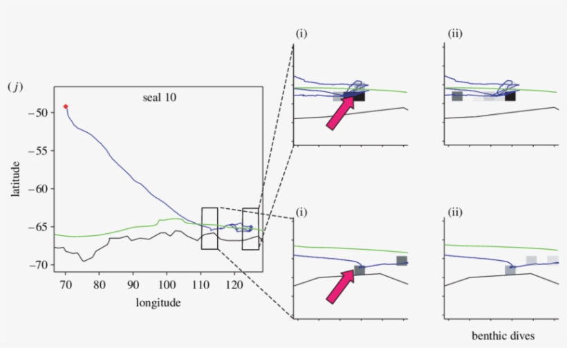 Movements Of 10 Post Moulting Elephant Seals Tracked - Diagram, transparent png