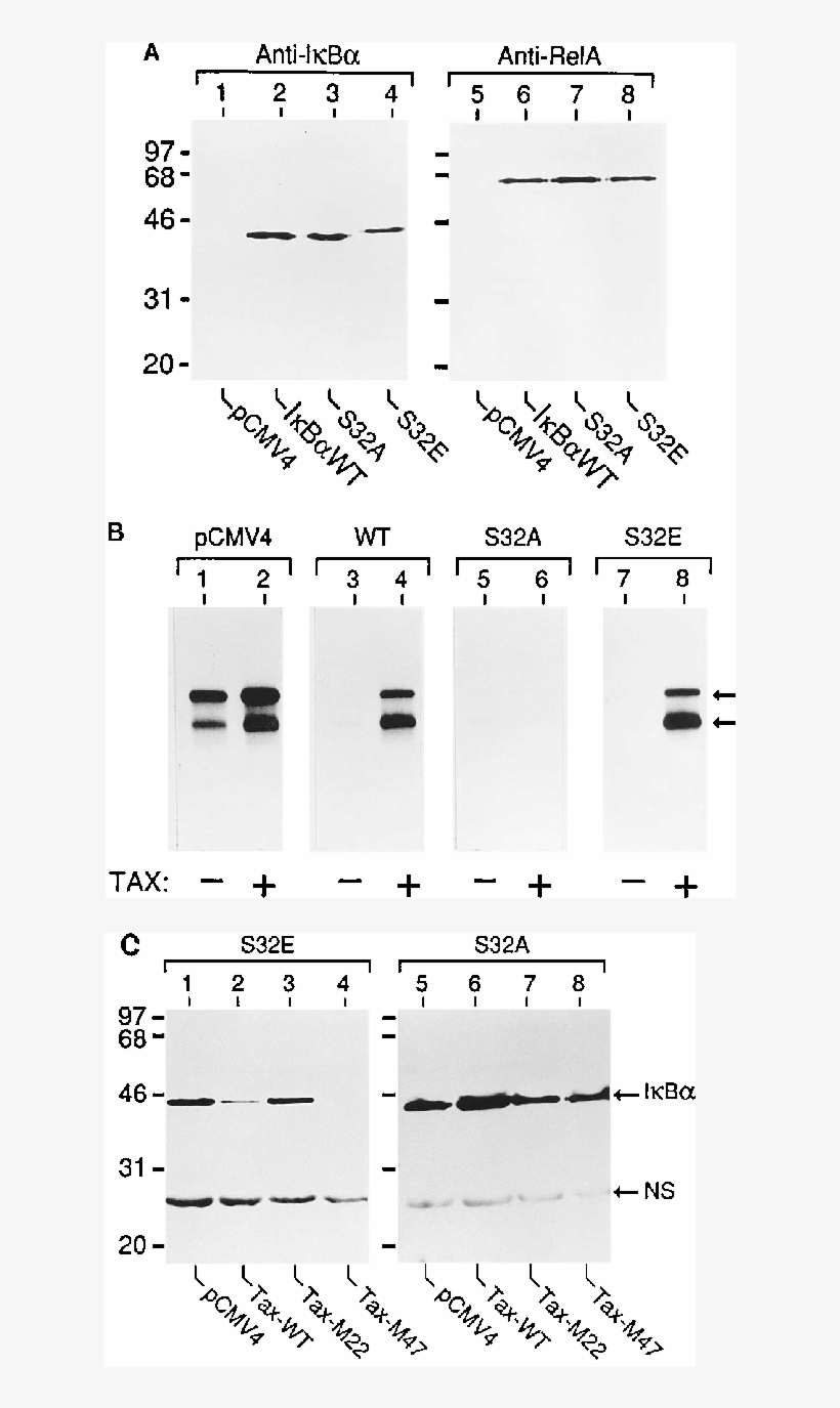 Biochemical Properties Of Site-directed Ib Mutants - Number, transparent png