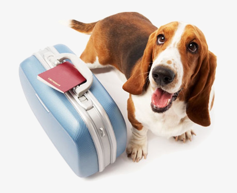 Pet Travel, transparent png