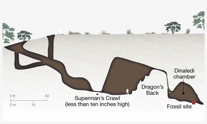 The Bones Of At Least 15 Hominins Were Found In The - Homo Naledi Cave, transparent png