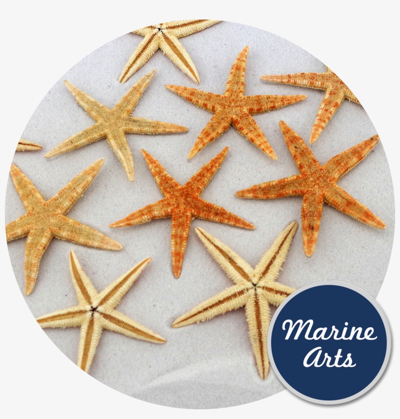 Mint Green Starfish Png Clip Art Library Library - Site Seeing Experience [book], transparent png
