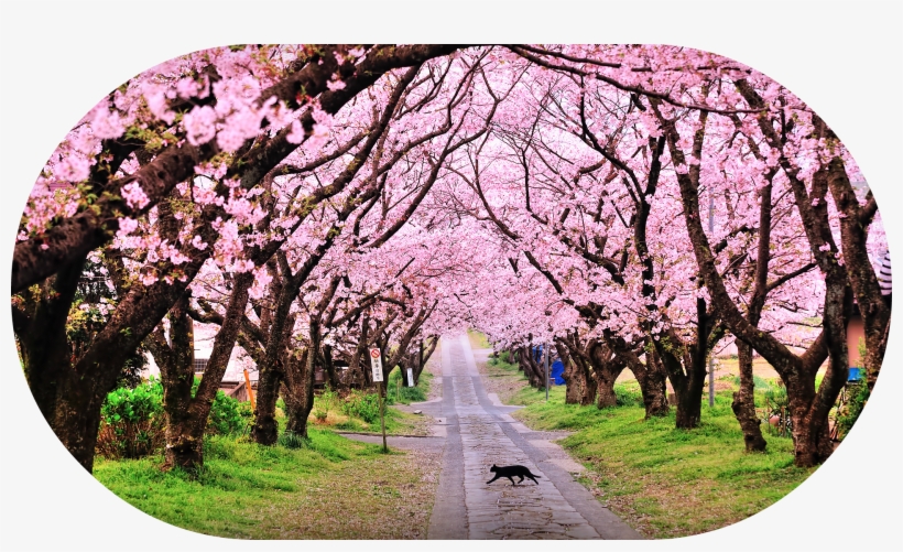 Blossomjmehrje - Cherry Blossom In Shillong, transparent png